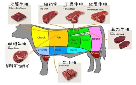 牛肉位置|牛肉部位大解密：一次搞懂牛排名稱與部位！